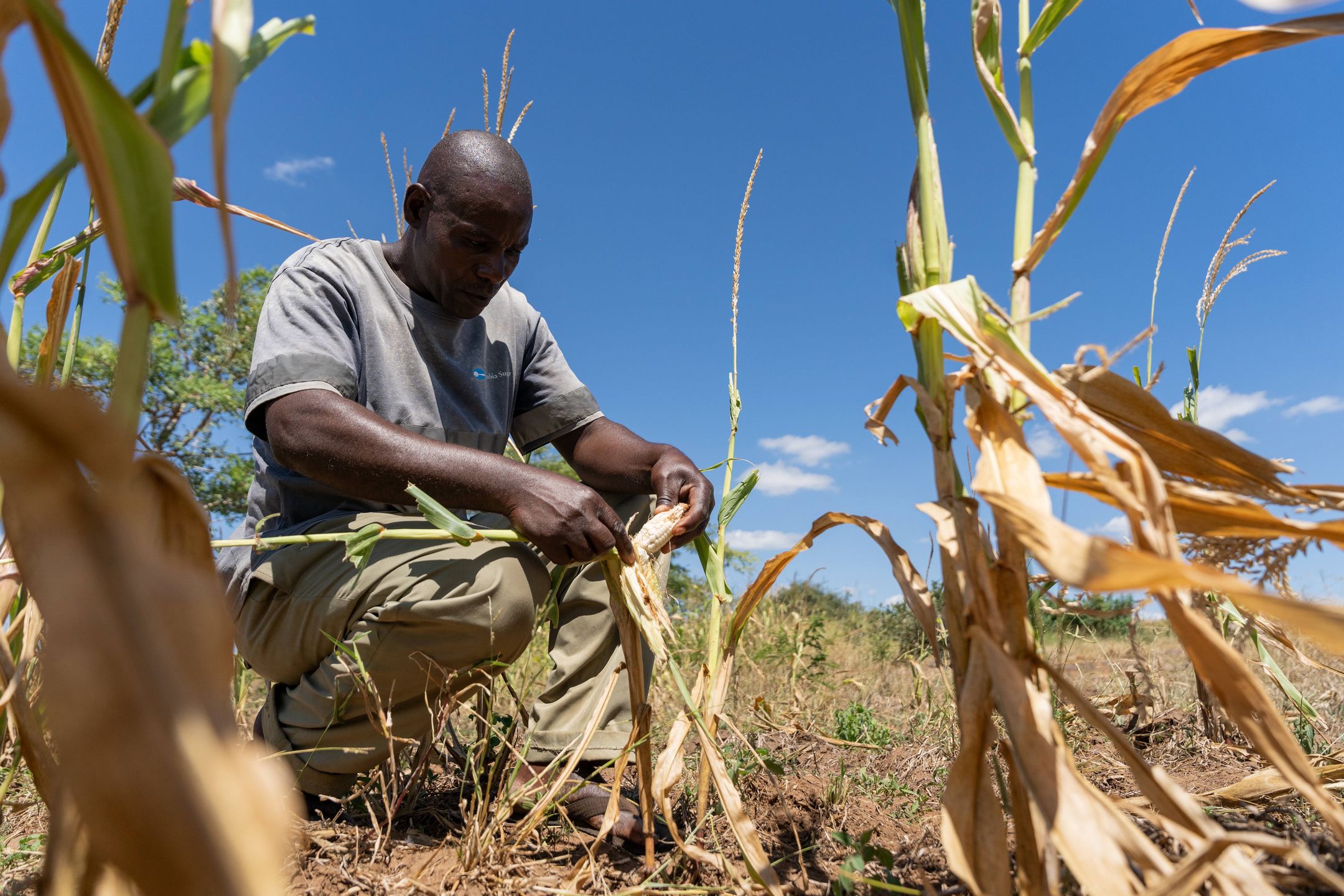 Drought destroys local farmer's harvest in Zambia
epa11231961 Local farmer Kaunga Ngoma looks at his maize field affected by drought in Mazabuka, Southern Province, Zambia, 20 March 2024. Ngoma grows maize for home consumption. His yield in 2023 was ten bags (50kg), but this season will yield no bags as he lost this year's harvest to the drought. He said one bag of maize, once taken to the mill, can last over a month, but now he will have to purchase millie, which is quite expensive for him to buy at the current price of 14 USD for 25kg. The dry spell from mid-January due to El Nino conditions and climate change is affecting most of the central and southern half of Zambia, leaving 1 million hectares of maize destroyed, almost half of the country's maize cultivation, according to the United Nations (UN).  EPA/CHONA MWEMBA 
Dostawca: PAP/EPA.
CHONA MWEMBA