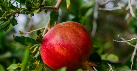 Naturalne wsparcie dla serca, mózgu i skóry. Te owoce działają jak eliksir młodości