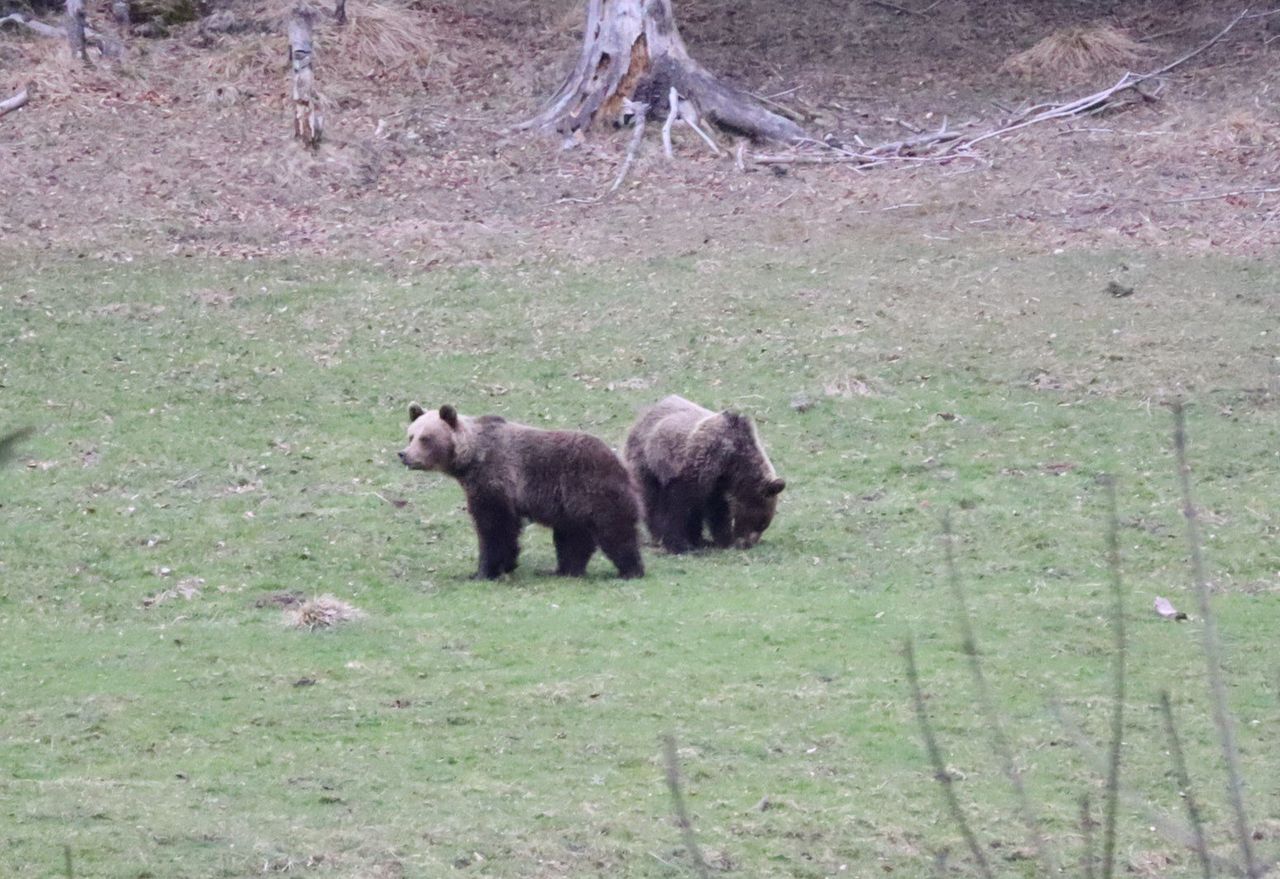 Słowacja: Decyzja o odstrzale 350 niedźwiedzi trafi do Komisji UE