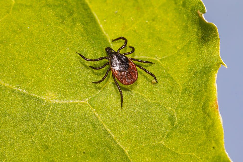 Close-up macro shot of a tick crawling on a green leaf, highlighting details.
