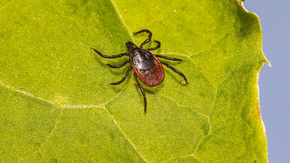 Close-up macro shot of a tick crawling on a green leaf, highlighting details.