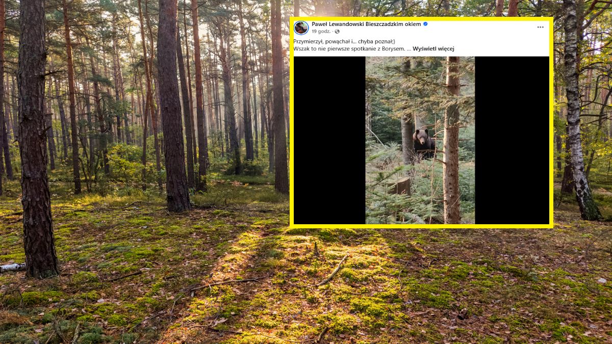 Bieszczadzki muzyk nagrał spotkanie z niedźwiedziem