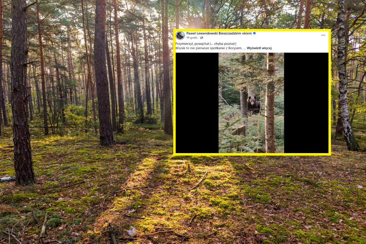 Ręka mu nie drgnęła. Nagrał bliskie spotkanie z niedźwiedziem