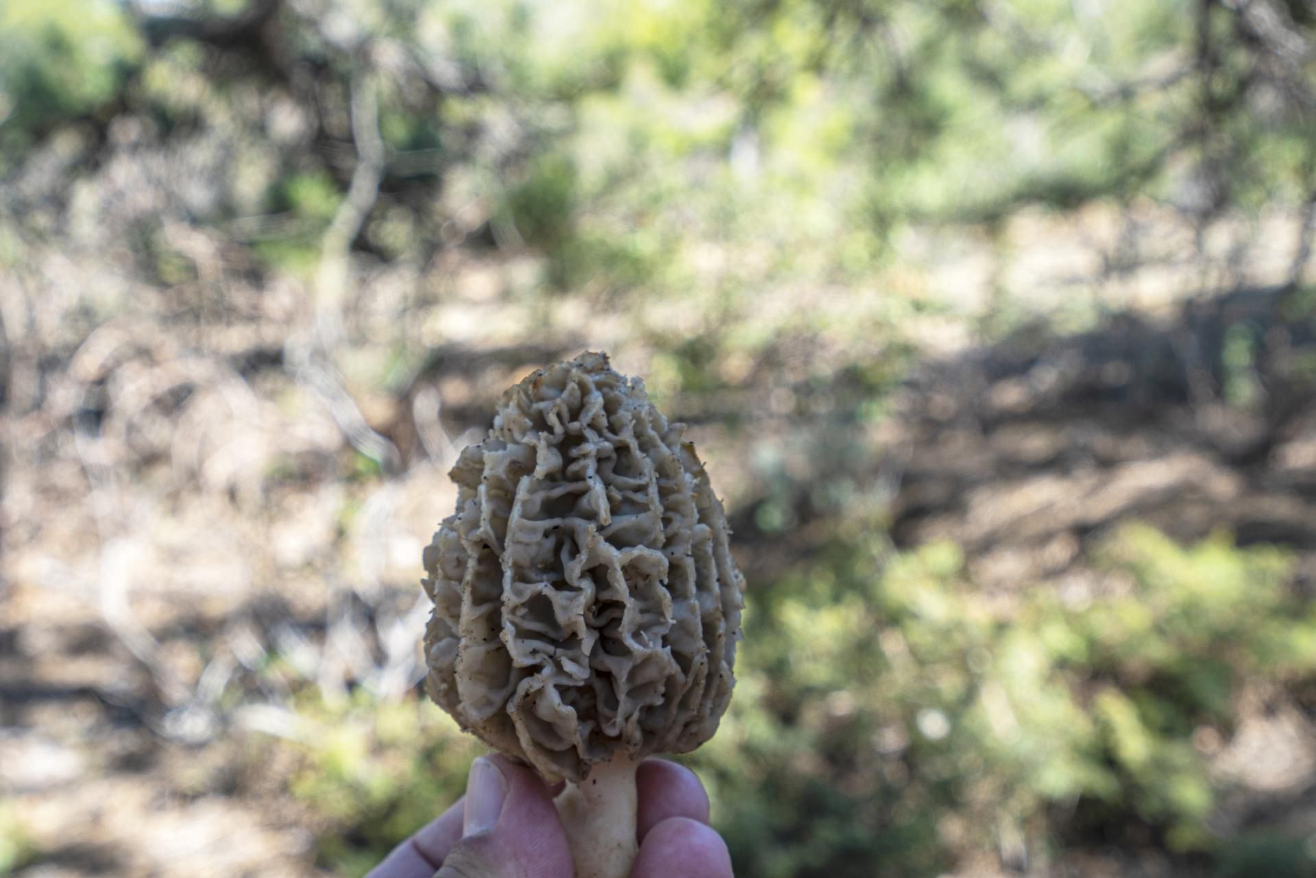W lasach można już spotkać smardze