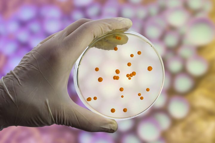 Bakteria New Dehli jest oporna na działanie antybiotyków