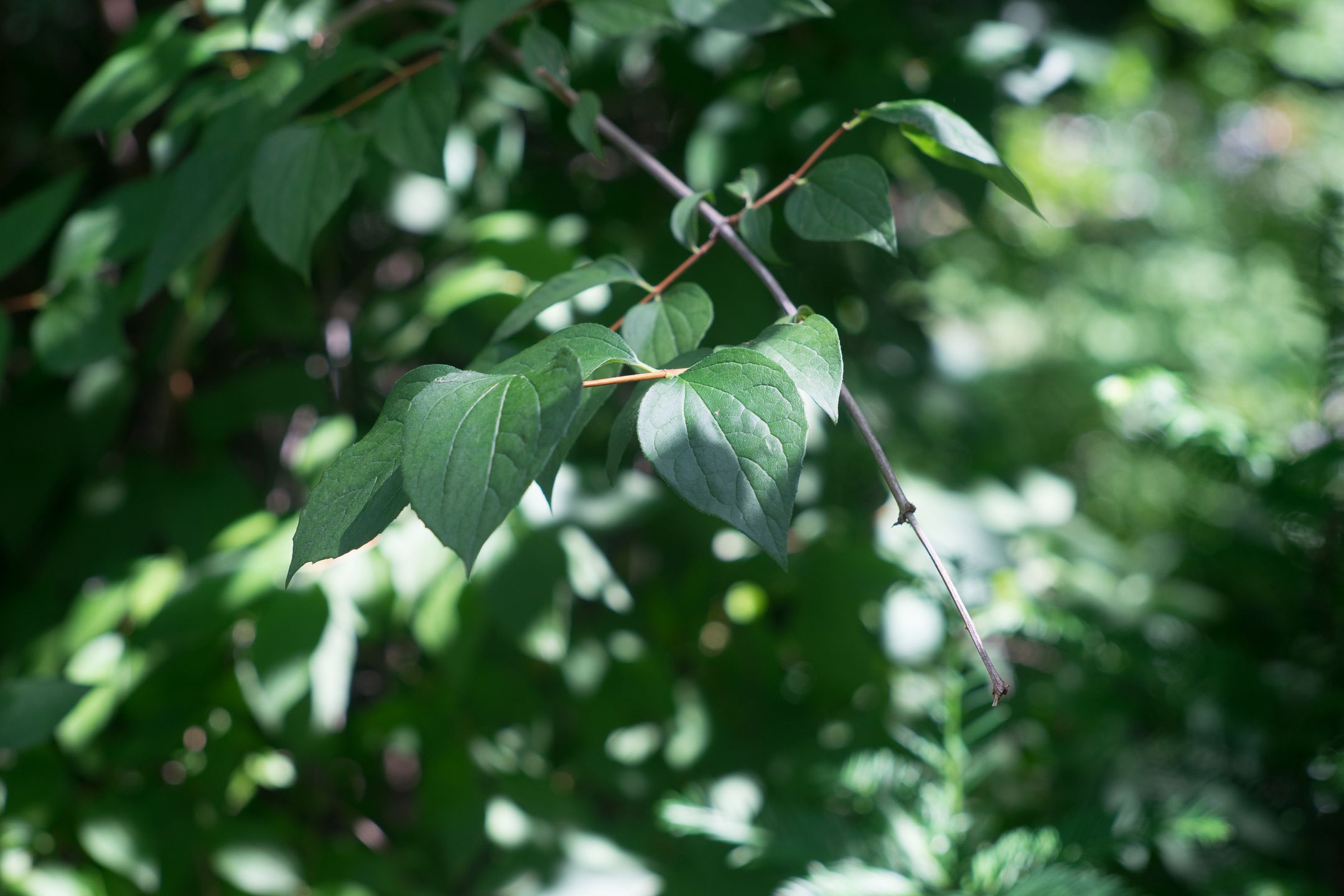 Zeiss Batis 85 mm f/1.8 za 5000 zł kontra Jupiter 9 85 mm f/2 za 400 zł - sprawdzamy czy 40-letni obiektyw pokaże magię sprzed lat 51