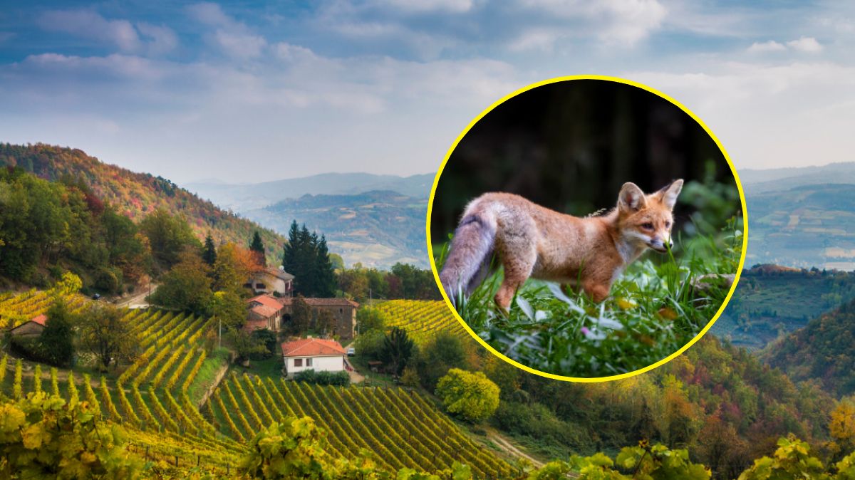 Mieszkańcy zaprzyjaźnili się z lisicą; zdj. poglądowe