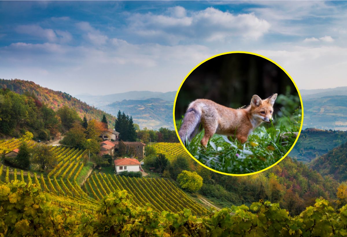 Historia jak z "Małego Księcia". Mieszkańcy miasta zaprzyjaźnili się z lisicą