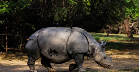 Tragedia w zoo. Nosorożec zabił kobietę
