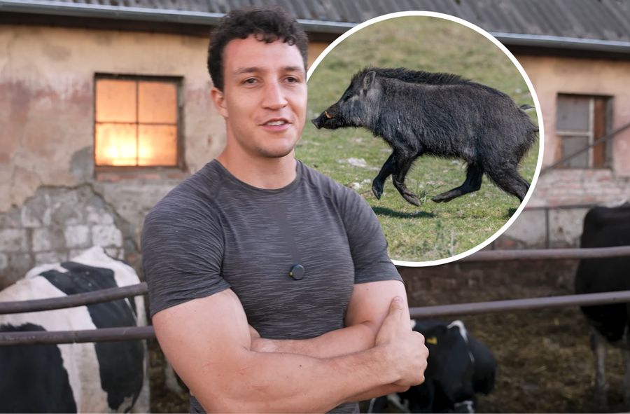 AJ klepnął dzika w tyłek