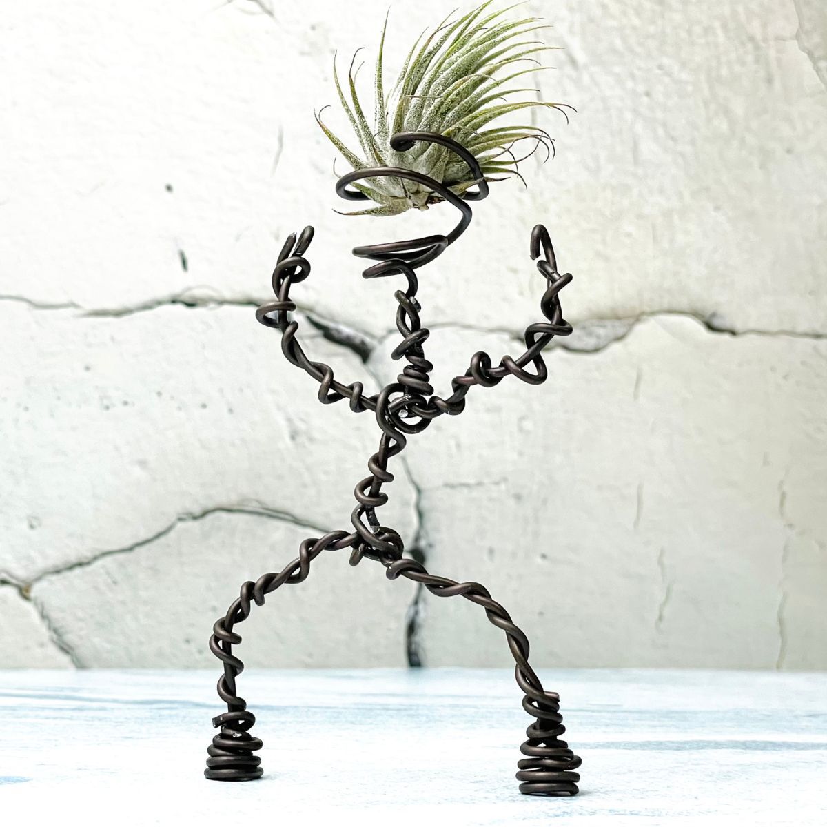 Oplątwa Tillandsia