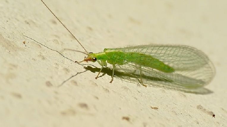 Złotooki wlatują do naszych domów