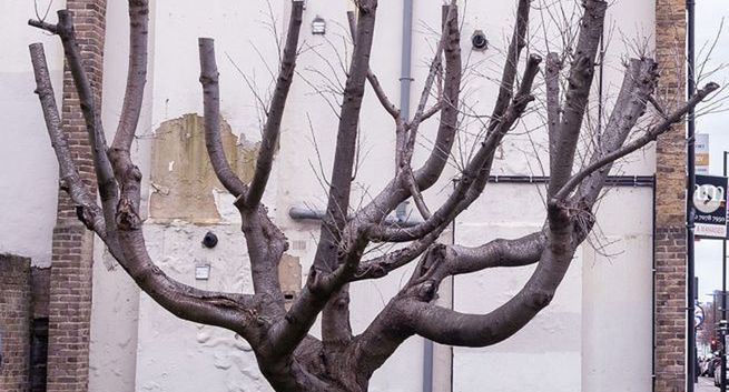 Nowy mural Banksy'ego - liście domalowane do usychającego drzewa