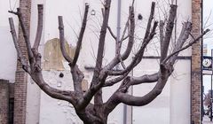 Nowy mural Banksy'ego - liście domalowane do usychającego drzewa