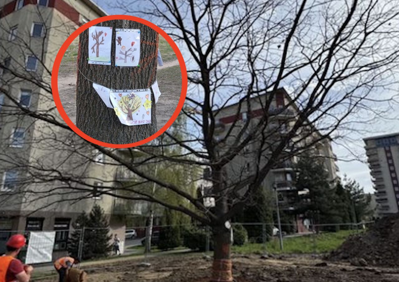 Protest dzieci uratował drzewo na Ruczaju. Budowniczy drogi przesadzili dąb w inne miejsce
