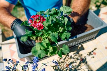 Darmowe pelargonie na balkon? Ten trik gwarantuje morze kwiatów bez wydawania ani grosza