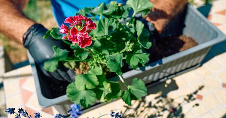 Darmowe pelargonie na balkon? Ten trik gwarantuje morze kwiatów bez wydawania ani grosza