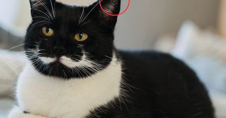Przycięte ucho u kota to ważny znak. Weterynarz zdradza, co oznacza