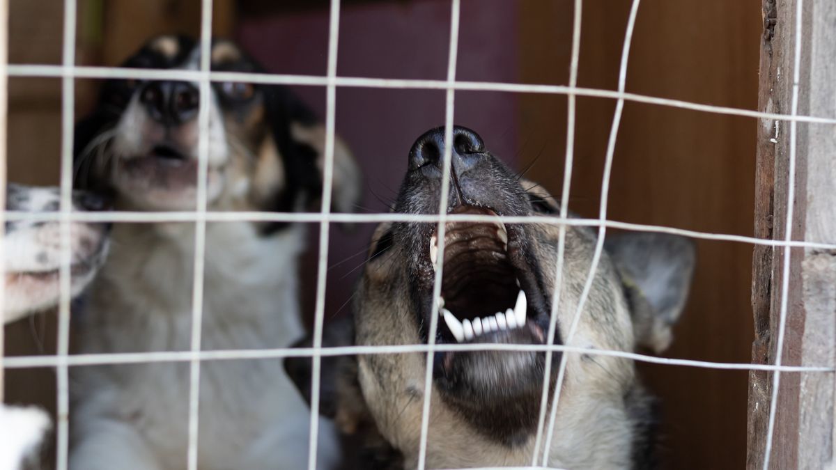 Pies odgryzł fragment ucha 20-latce