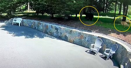 O krok od tragedii. Golden retriever uratował dziecko przed niedźwiedziem