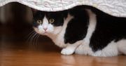 Kot chowa się pod łóżkiem? To ważny komunikat