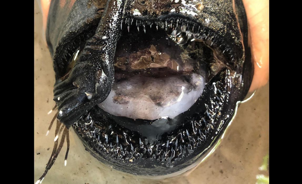 Ocean wyrzucił na brzeg potwora. Żyje 9 km pod powierzchnią wody