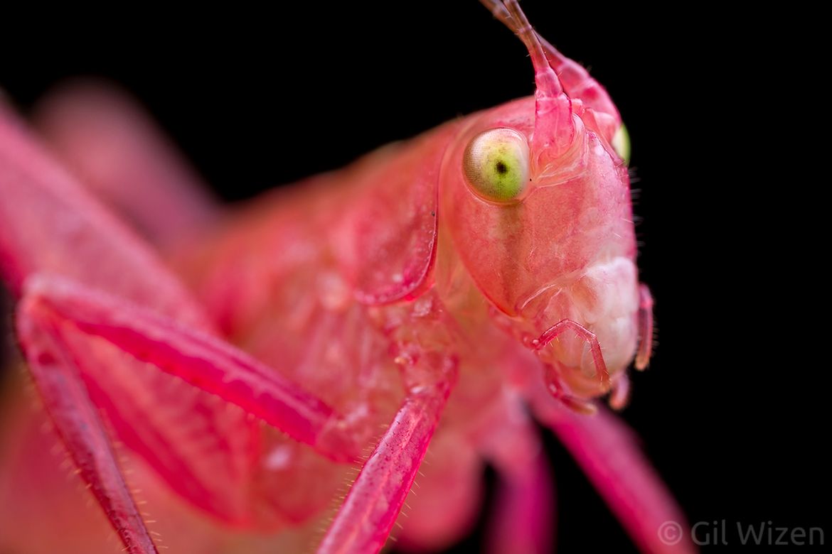 Laowa 25 mm f/2.8 2.5-5x Ultra Macro - zdjęcia przykładowe i cena 12