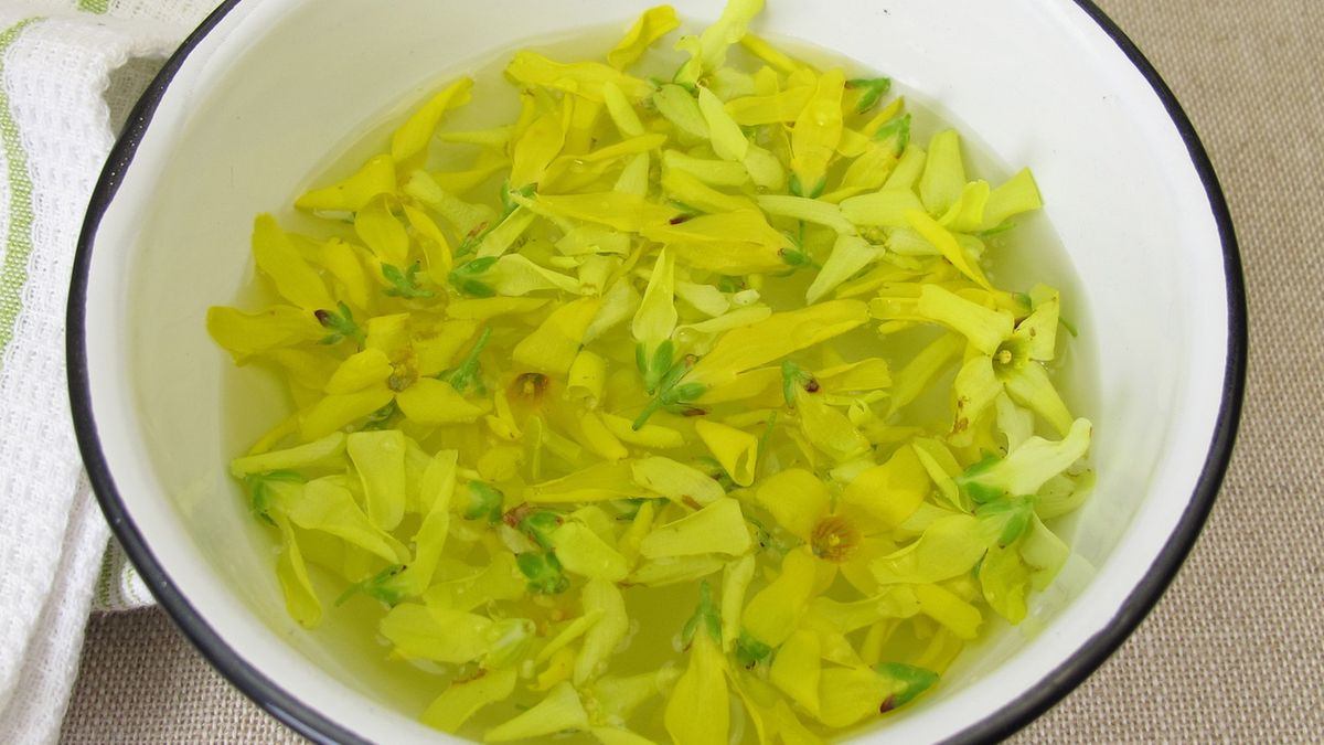 Forsycja jest symbolem wiosny