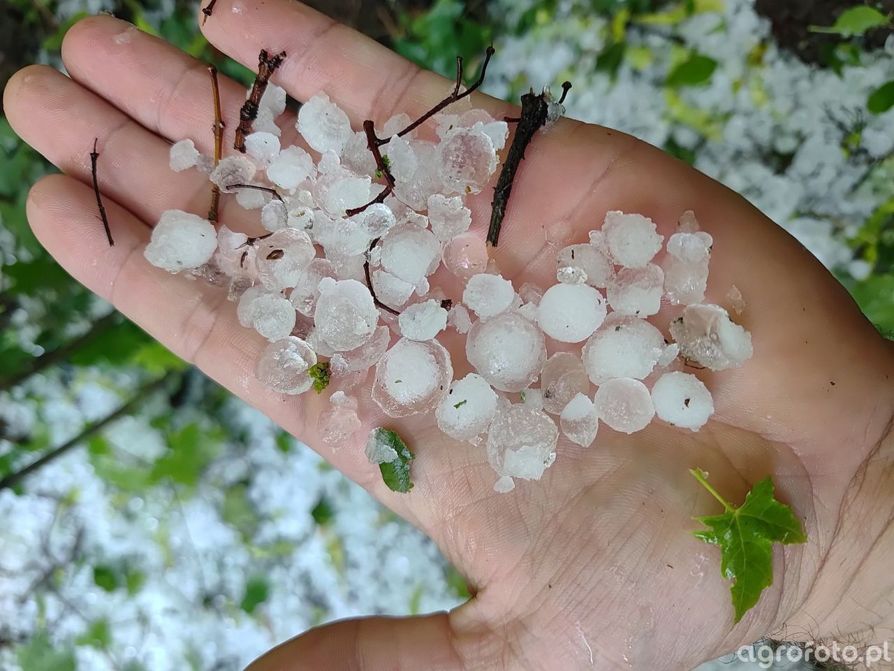 Wsparcie klęskowe 2025. Pierwsze wypłaty już trafiają do rolników