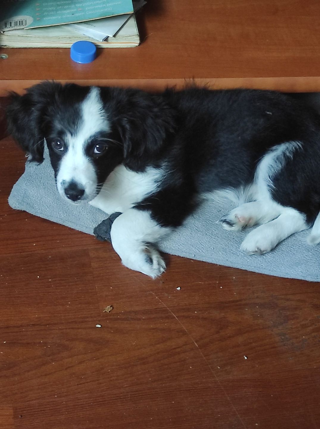 Dzień Kundelka na Pudelku! Nasi czytelnicy dzielą się z nami zdjęciami swoich pupili 