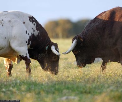 Byki uciekły z gospodarstwa w gminie Chojnice. Ważny apel do mieszkańców
