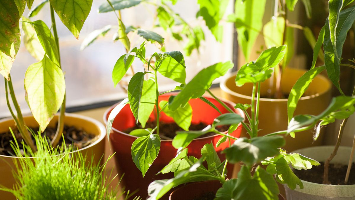 Postaw taką roślinę na parapecie. Dzięki niej pozbędziesz się komarów