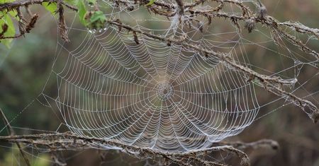 Niesamowita muzyka pająków. Dźwięki przyprawiają o dreszcze