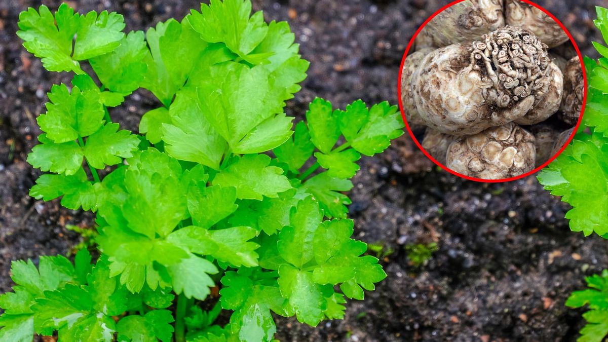 Kiedy sadzić seler?