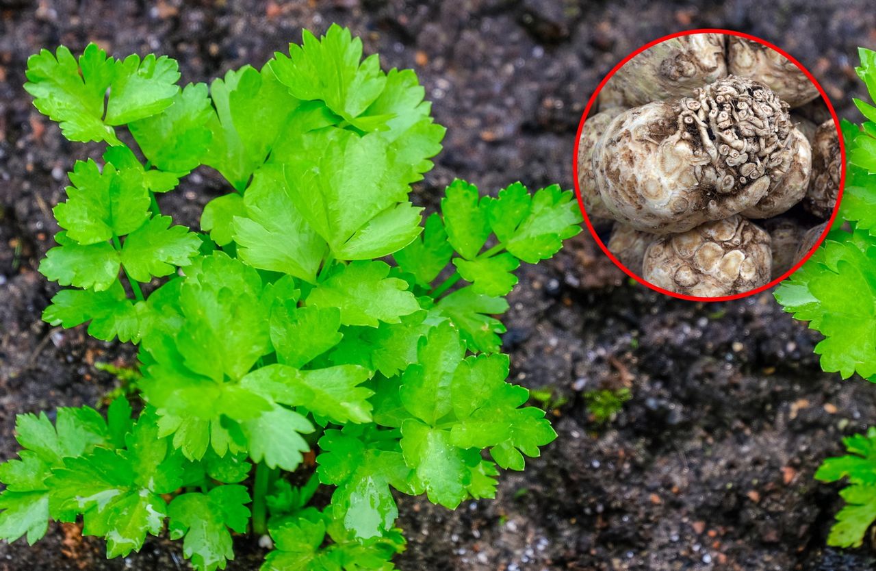 Kiedy sadzić seler? Nie spiesz się, bo zmarnujesz sadzonki