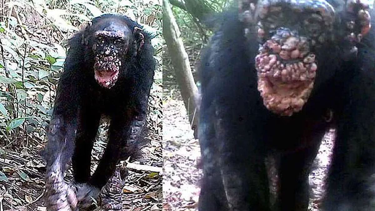 Szympansy zarażają się trądem. 