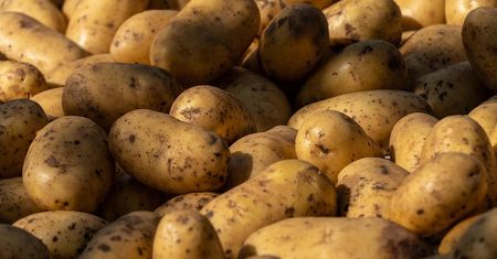Zatrzęsienie ziemniaków w polskich magazynach. Rolnicy załamują ręce