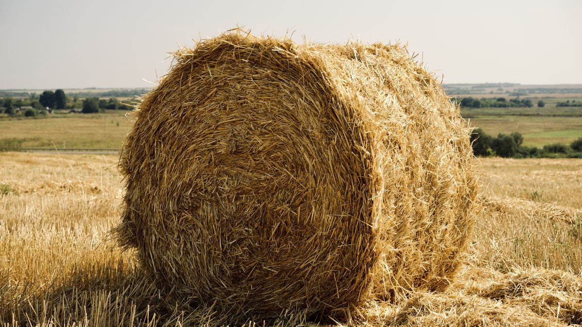 KRzyżówka z wiedzy ogólnej