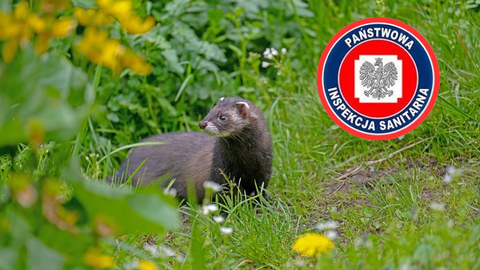 Zakażona wścieklizną kuna w woj. lubelskim. Służby sanitarne przypominają o szczepieniach