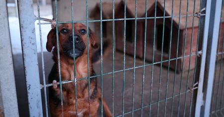 W trosce o czworonożnych przyjaciół – sytuacja schronisk w województwie mazowieckim!