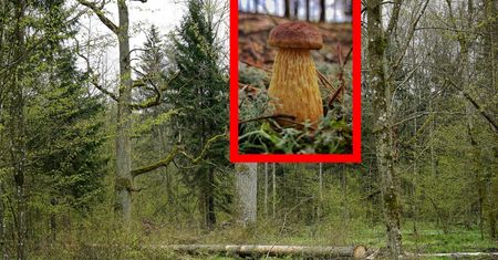 Nietypowe zjawisko w polskim lesie. Grzybiarze przecierają oczy