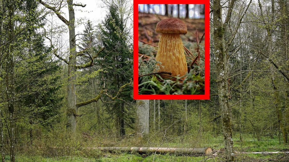 Borowik Wysmukły