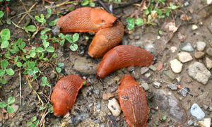 Wkrótce będą wszędzie. Posadź w ogrodzie, a więcej się nie zbliżą
