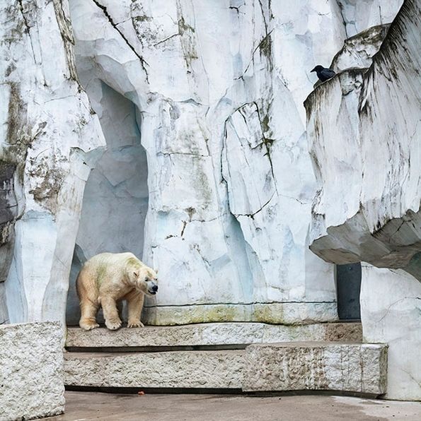 Melancholia i smutek zwierząt z ogrodów zoologicznych na poruszających zdjęciach 12