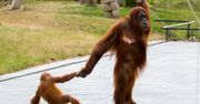 Mama orangutan ze swoim niesfornym dzieckiem. Zdjęcia bawią do łez