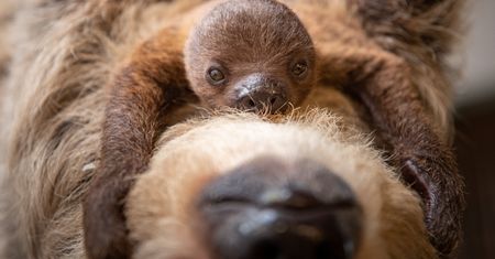 Poszukiwane imię dla młodego leniwca. Wrocławskie zoo zorganizowało konkurs