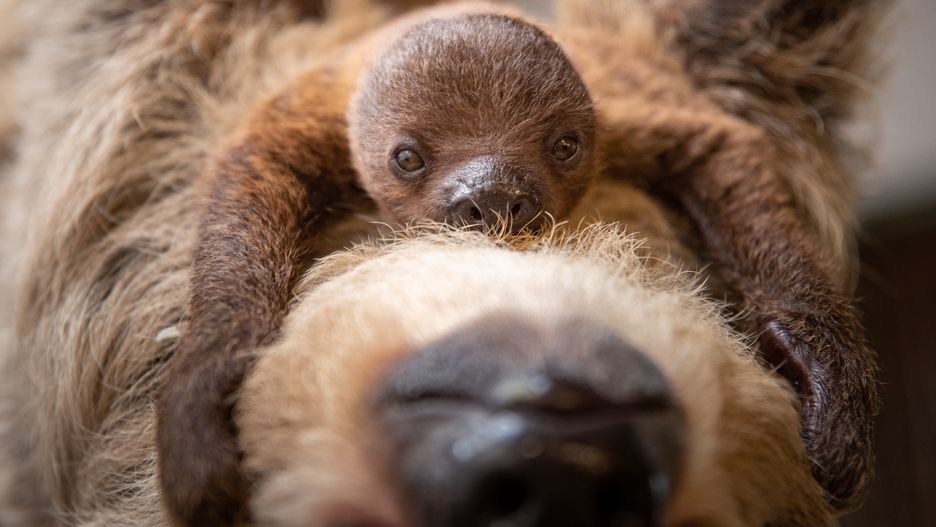 leniwiec z wrocławskiego zoo, konkurs na imię dla leniwca, mały leniwiec szuka imienia