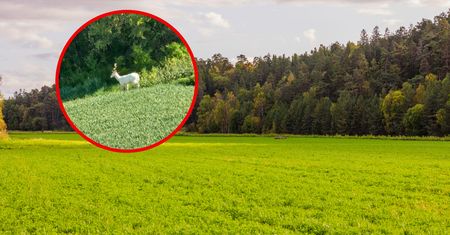 Pokazali zdjęcia. "Rzeczywiście są rzadkim zjawiskiem"