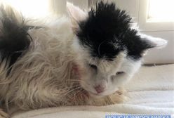 Uderzał kotem o barierkę balkonu i kopał go. Policję powiadomili świadkowie