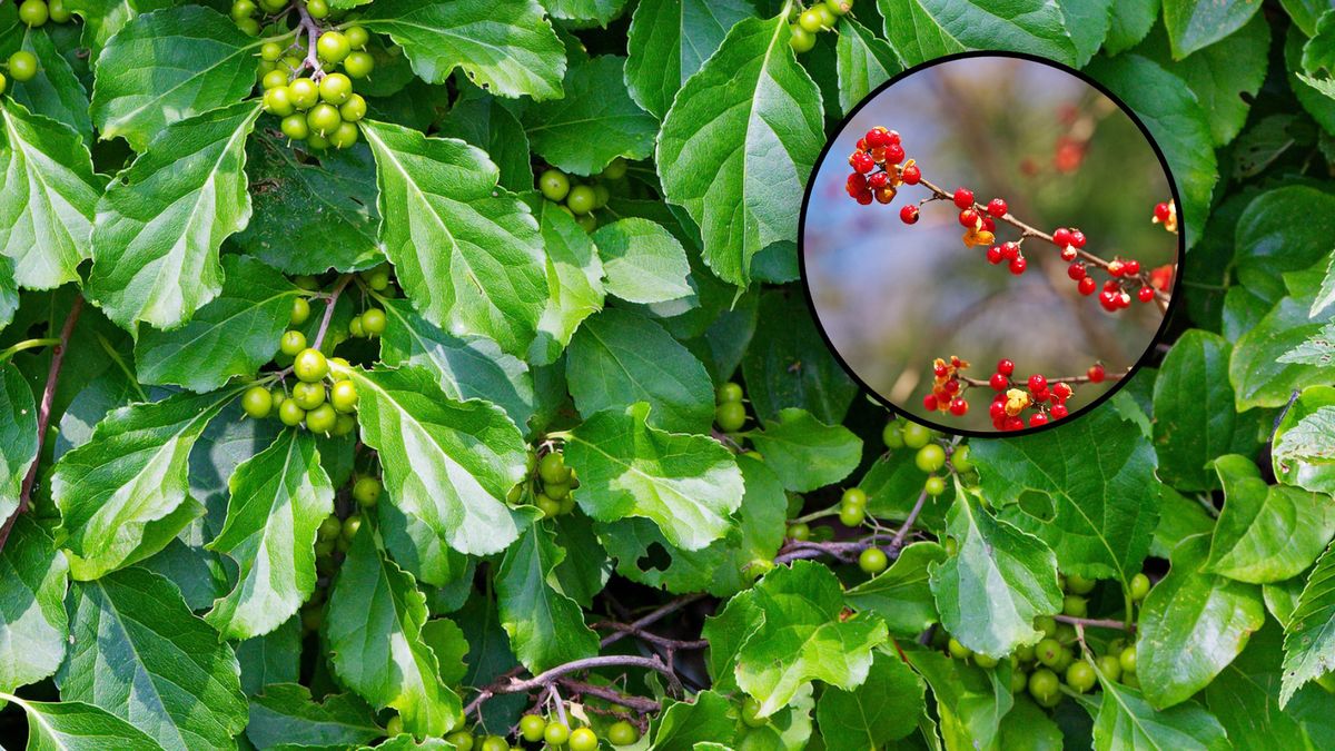 Dławisz okrągłolistny